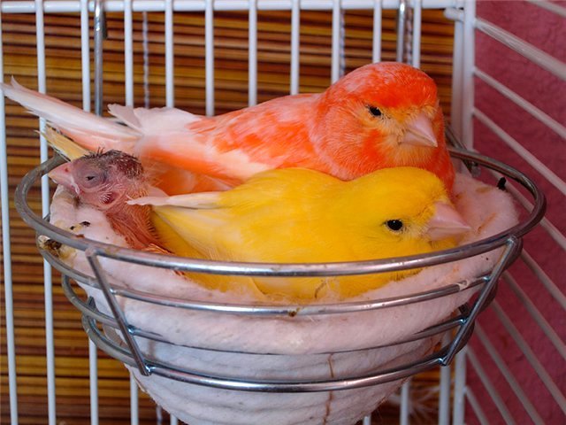 Содержание канареек и уход за ними в Яшкино