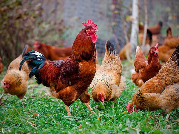 Породы куриц | ЗооТом - продажа, вязка и услуги для животных в Яшкино