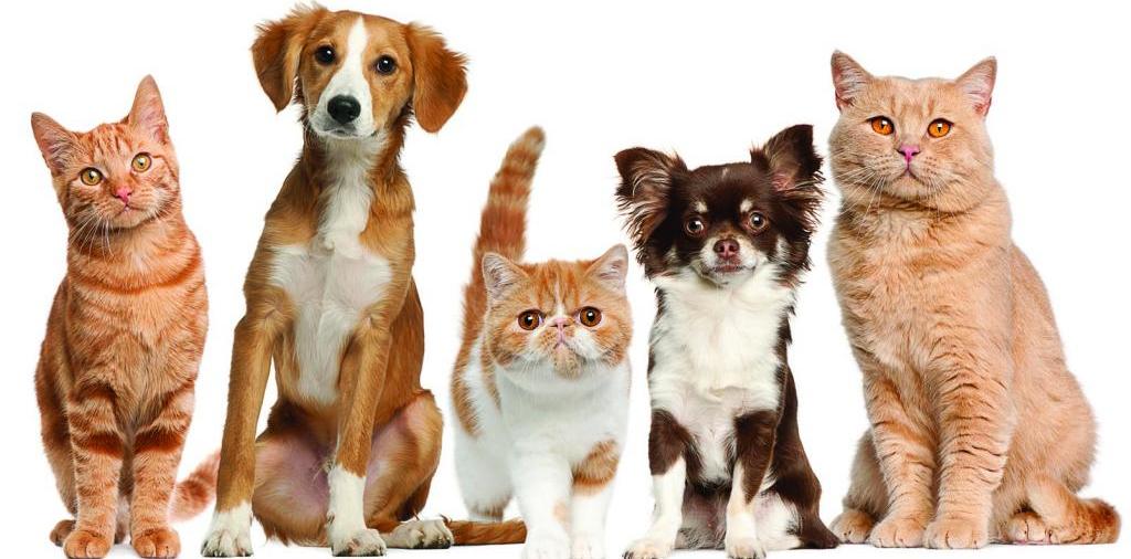 Доска объявлений о животных | ЗооТом - продажа, вязка и услуги для животных в Яшкино