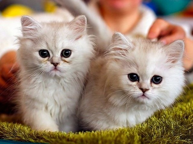 Породы кошек в Яшкино | ЗооТом портал о животных