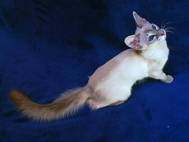 Выведенные породы кошек в Яшкино | ЗооТом портал о животных
