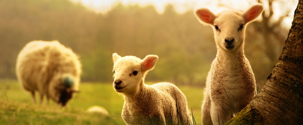 Объявления о сельскохозяйственных животных | ЗооТом - продажа, вязка и услуги для животных в Яшкино