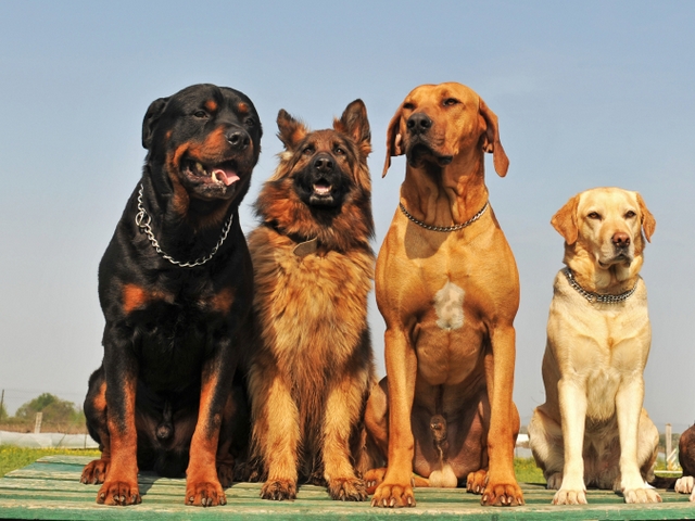 Крупные породы собак в Яшкино | ЗооТом портал о животных
